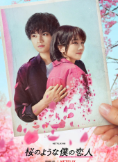 Sakura no Yona Boku no Koibito