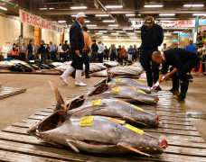 Lịch sử trên đá: Nhân công và khách du lịch nói lời tạm biệt với chợ cá Tsukiji