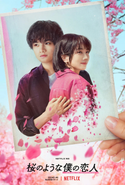 Sakura no Yona Boku no Koibito